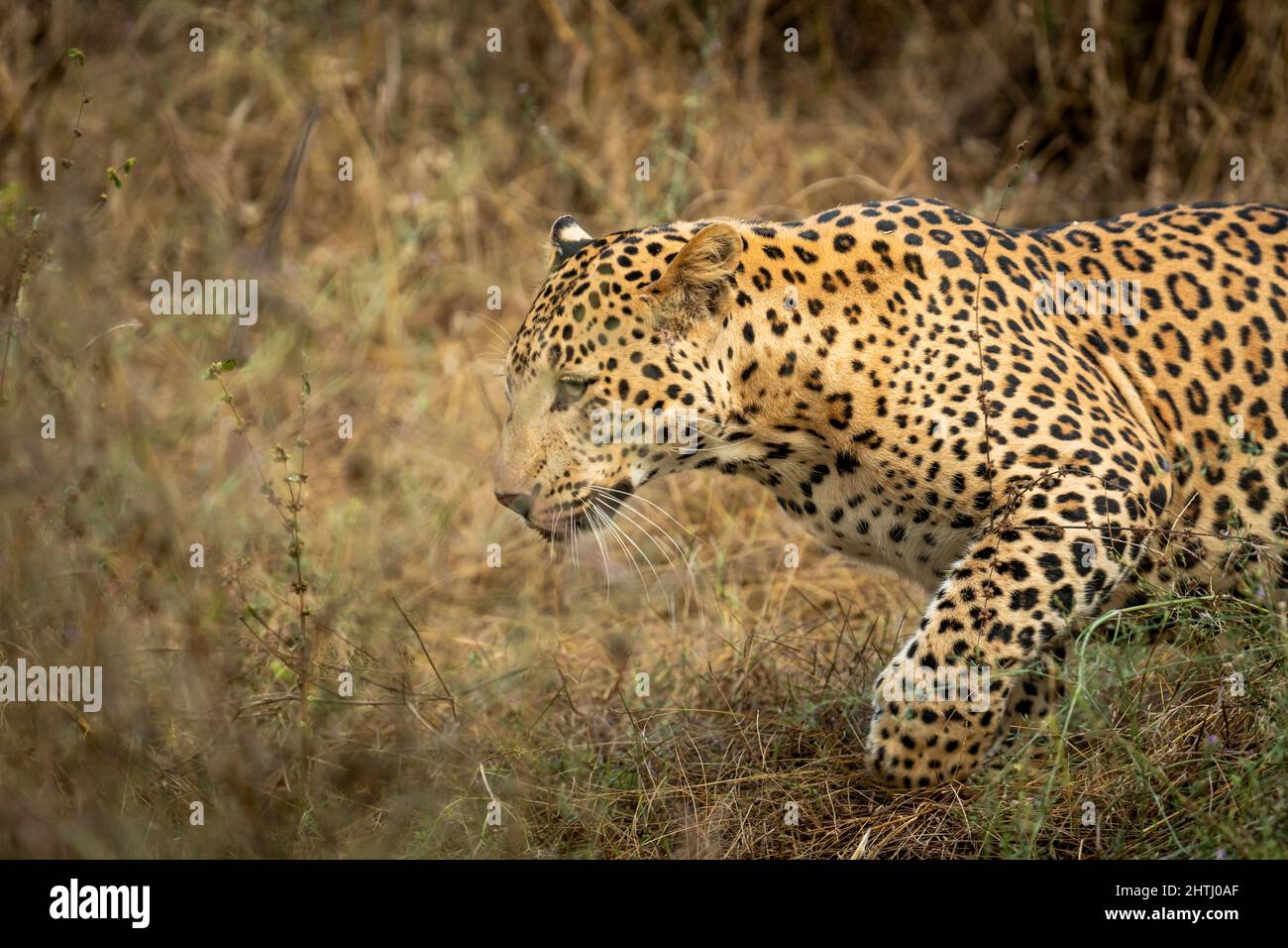 primo piano di leopardo maschio indiano selvaggio o pantera in corsa o in esecuzione durante la fauna selvatica all'aperto giungla safari nella foresta dell'india centrale - panthera pardus Foto Stock