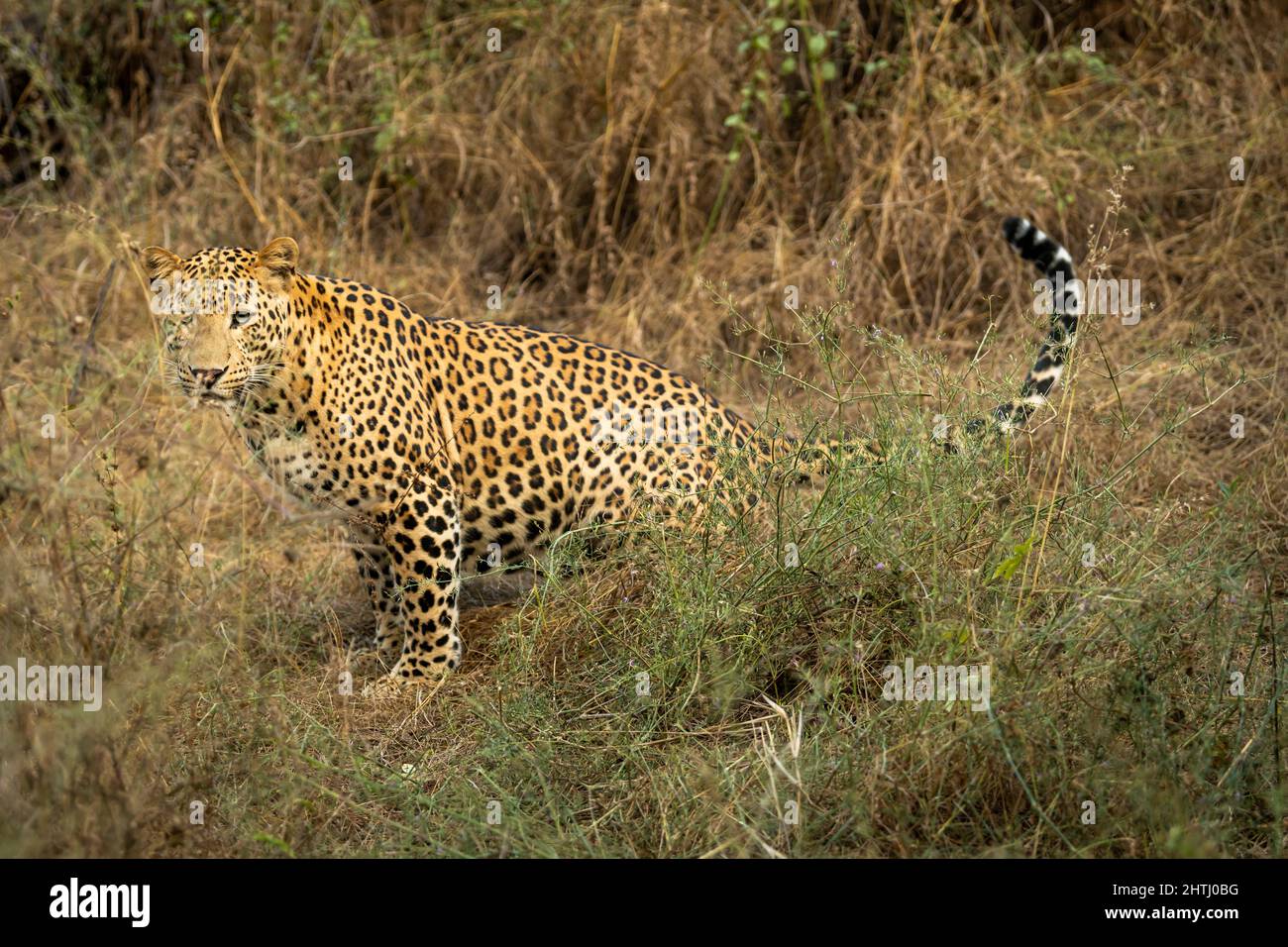 leopardo maschio indiano selvaggio o profilo laterale pantera con coda in su e contatto degli occhi durante la fauna selvatica all'aperto giungla safari nella foresta dell'india centrale Foto Stock