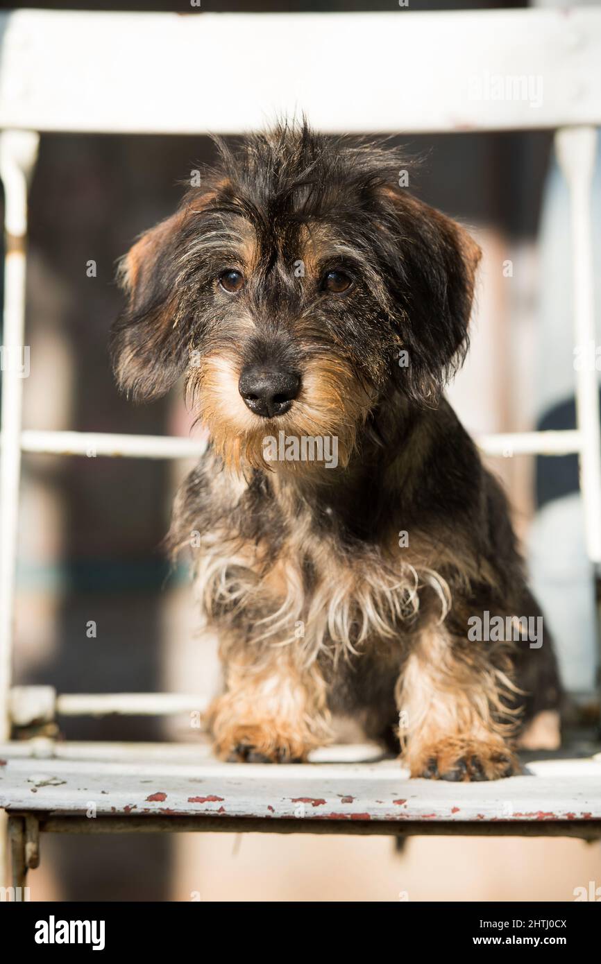 Cane carino su una sedia da giardino Foto Stock