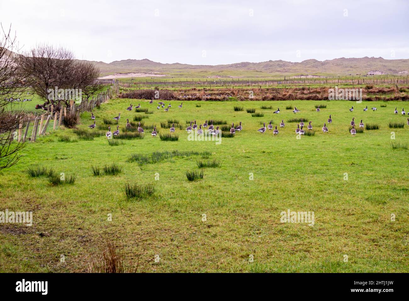 Groenlandia White-fronted Goose, Anser albifrons flavirostris, arrivo nella contea di Donegal - Irlanda. Foto Stock