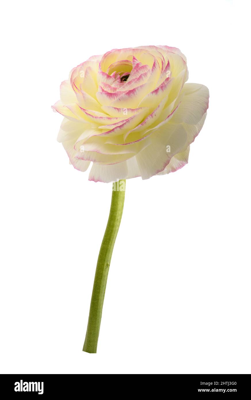 Testa di fiore di Buttercup Foto Stock