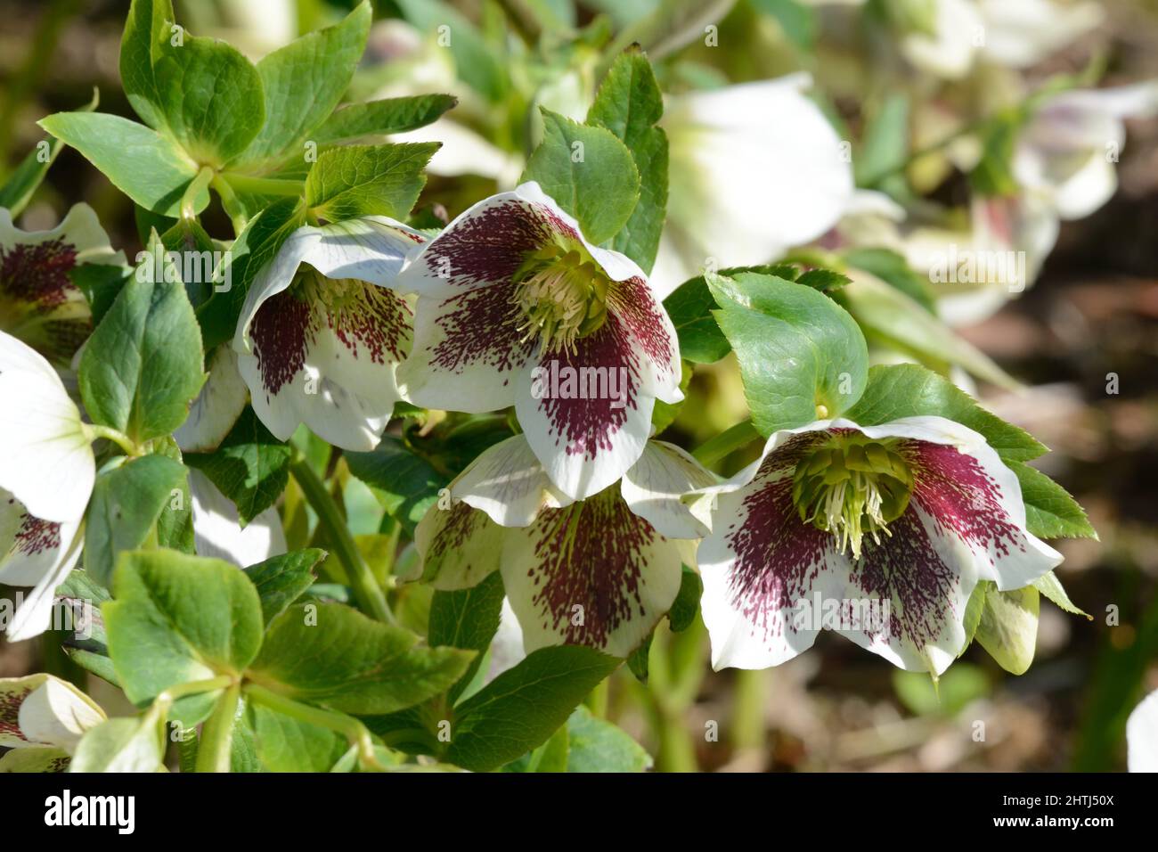 Helleborus x Hybridus White Lady Spotted Natale rosa fiori tazza a forma di fiori bianchi con macchie rosse e giallo Stamens Foto Stock