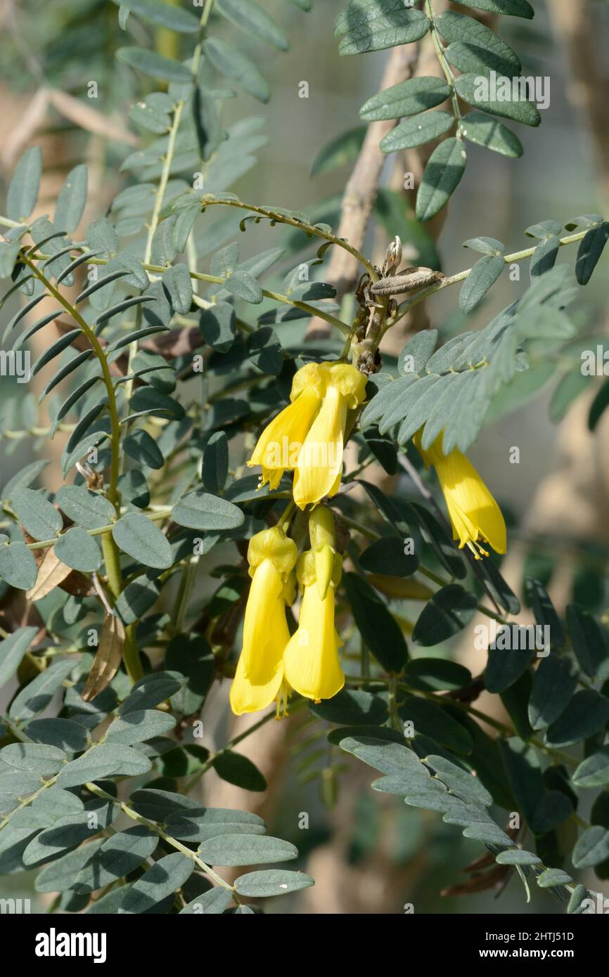 Fiori gialli di Sophora macrocarpa albero sempreverdi o arbusto piccolo Foto Stock