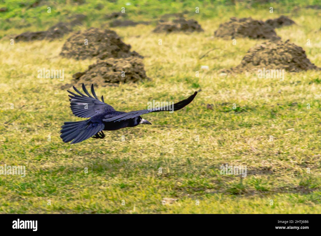 Black Rook in volo. Foto Stock