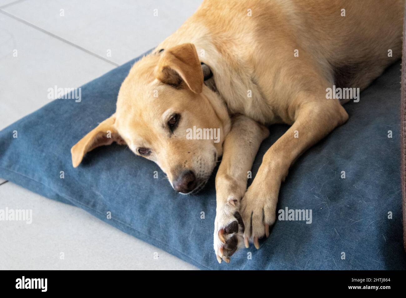 Un cane da compagnia si trova su un grande cuscino Foto Stock