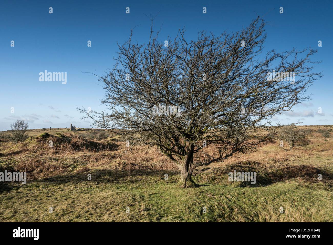 Un albero solone che cresce sul selvaggio Craddock Moor su Rugged Bodmin Moor in Cornovaglia UK Foto Stock