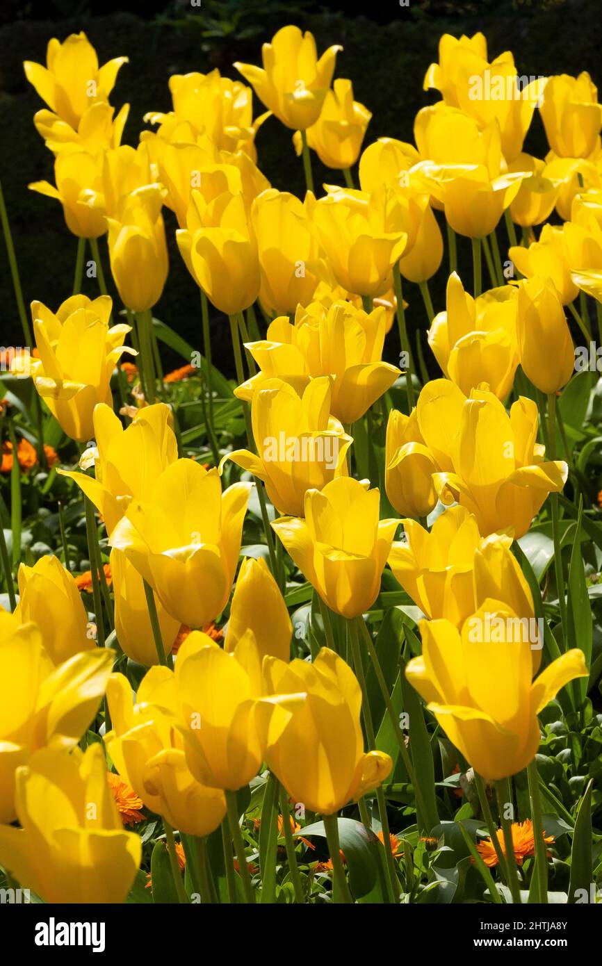 Tulipani gialli Aladdin che cresce nei giardini di Trenance a Newquay in Cornovaglia. Foto Stock