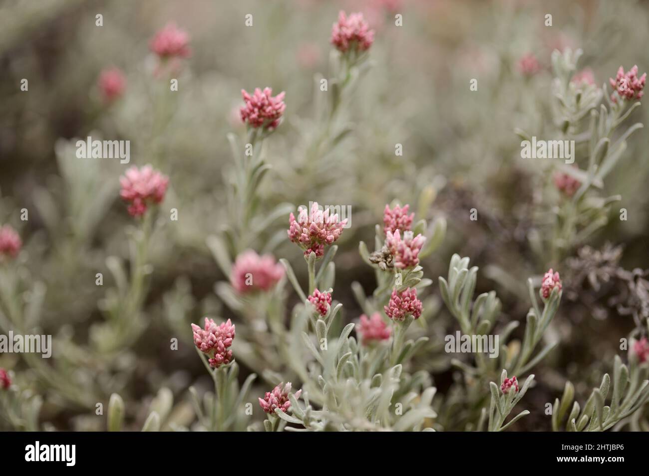 Flora di Lanzarote - Helichrysum monogynum, lana di cotone rosso eterno, specie vulnerabili endemiche dell'isola Foto Stock