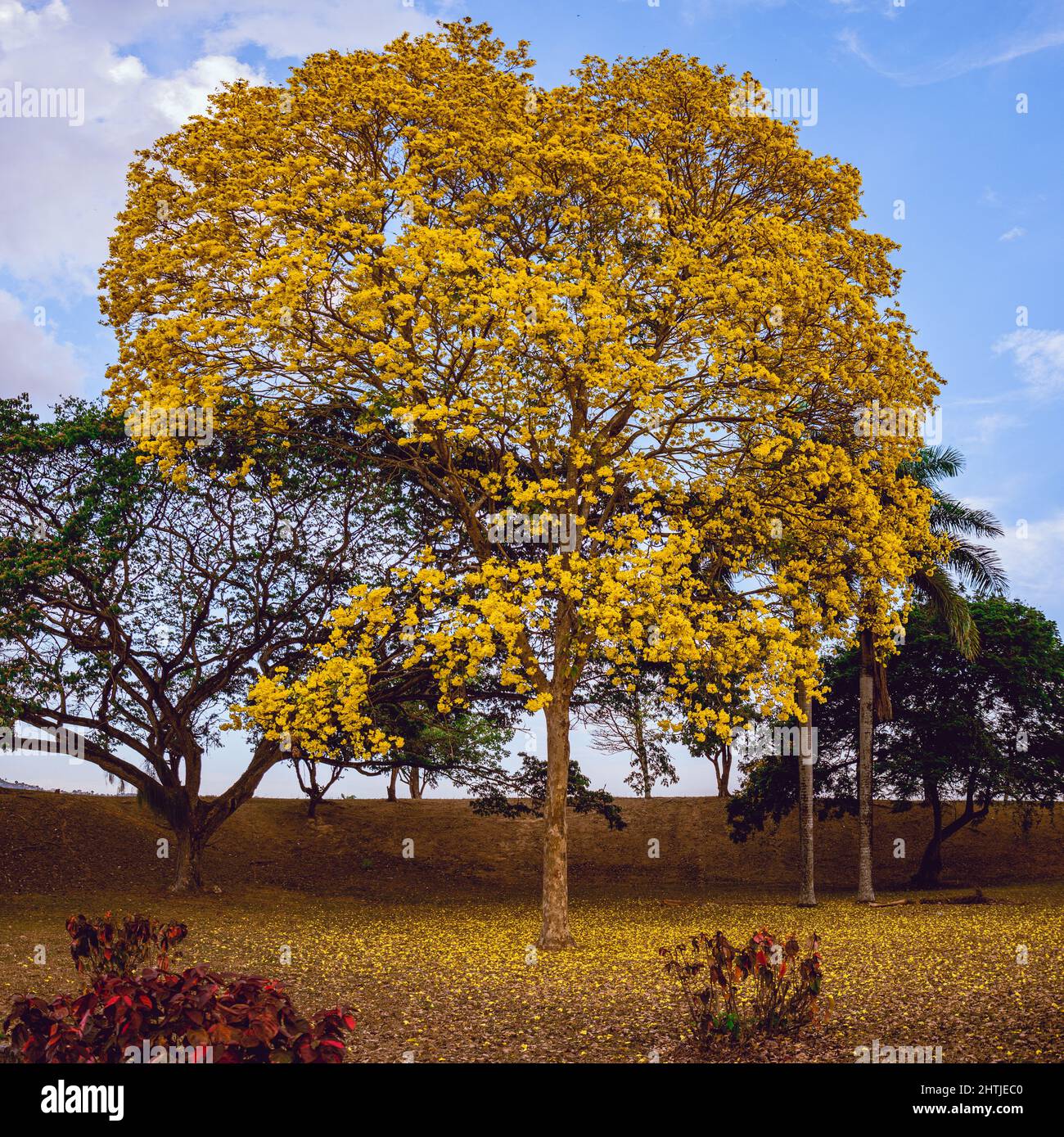 Poui grande giallo albero Foto Stock