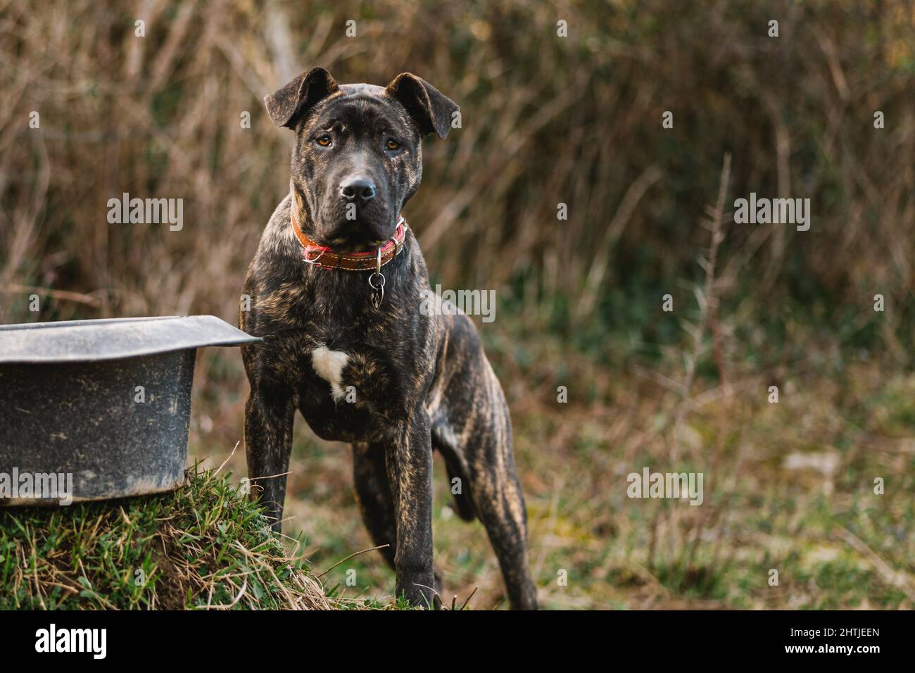 Carino American Pit Bull Terrier con pelliccia nera in piedi nella zona rurale di campagna guardando la macchina fotografica Foto Stock