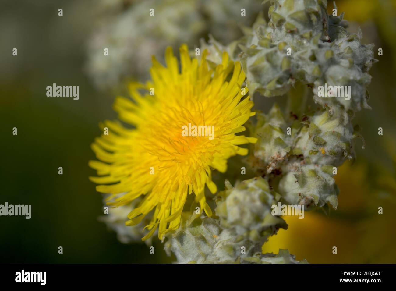 Flora di Gran Canaria - Sonchus acaulis, semina thistle endemico alle isole Canarie centrale macro sfondo floreale naturale Foto Stock