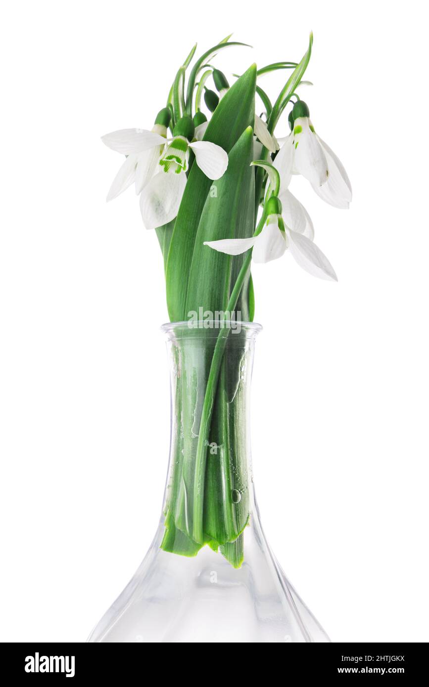 Galanthus nivalis, primavera fiori nevoso isolato su sfondo bianco. Foto Stock