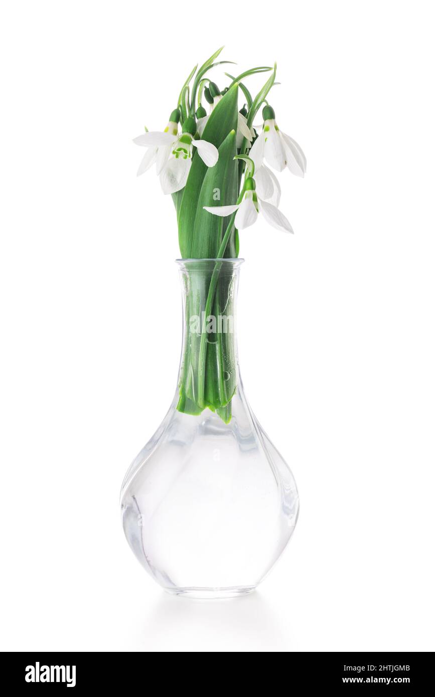 Fiore Snowdrop in un vaso. Galantus nivalis, fiori di primavera su sfondo bianco Foto Stock