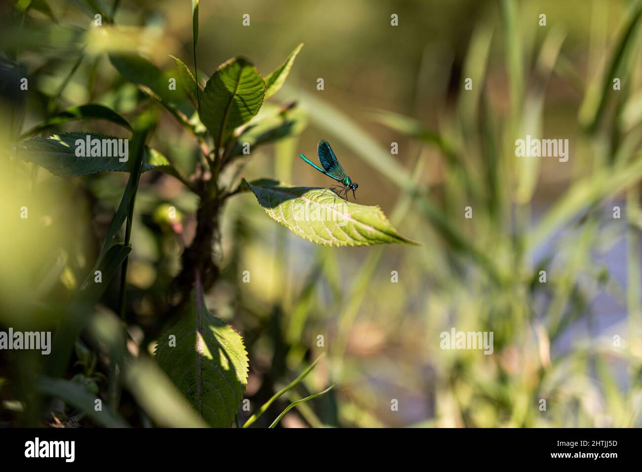 Dragonfly in ambiente naturale Foto Stock