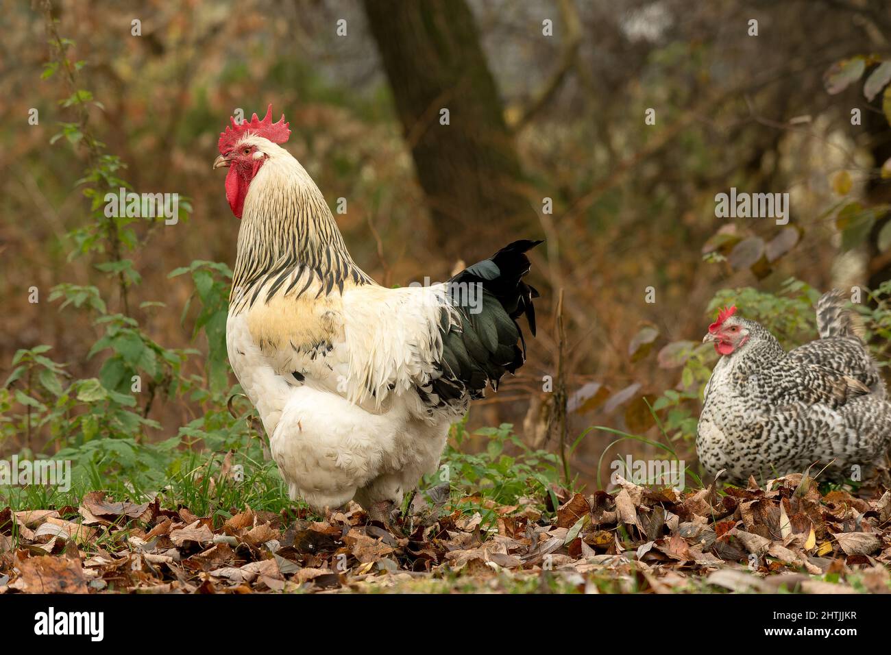 Rooster e HEN-08 Foto Stock