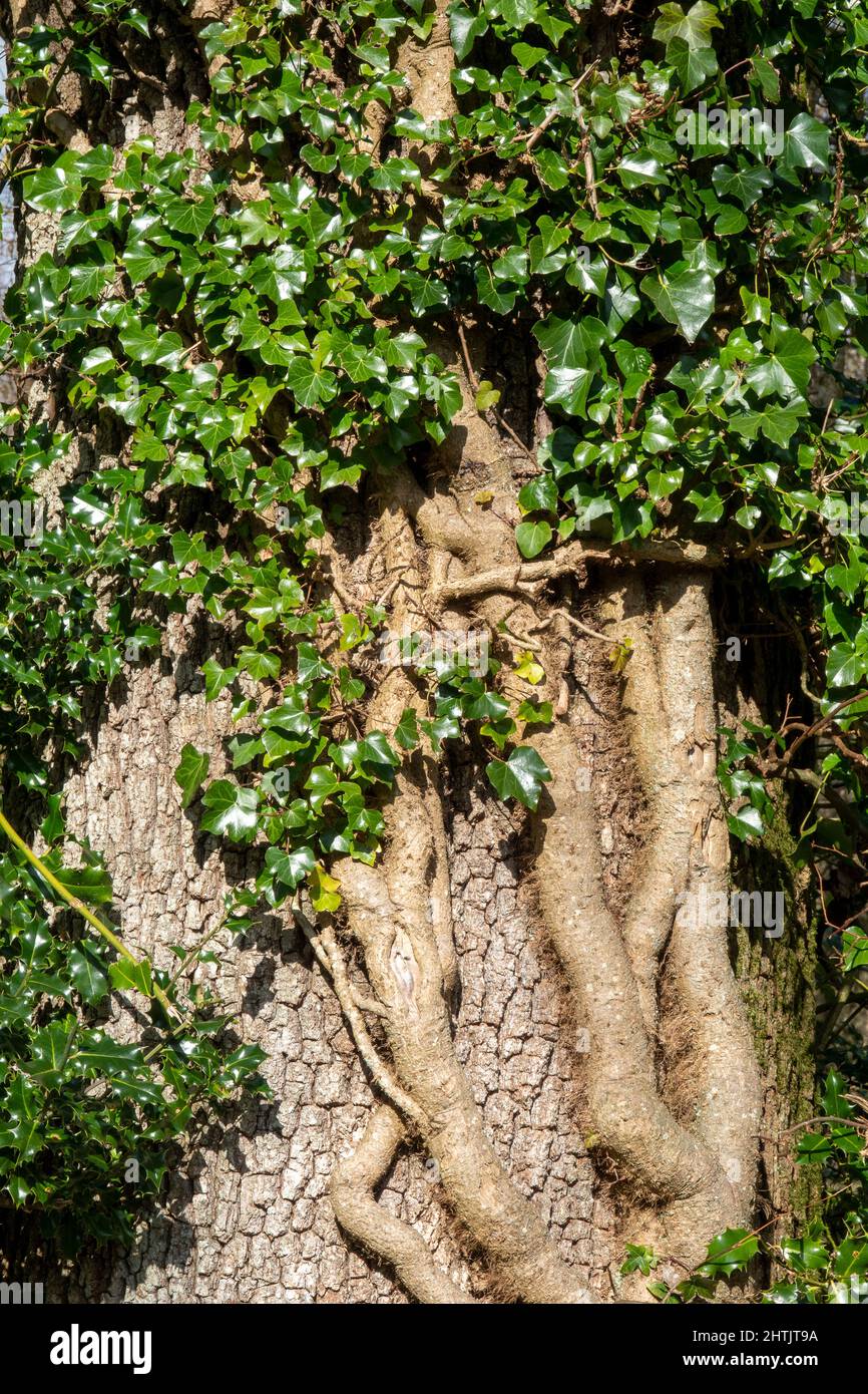 Particolare di gambo spesso di edera inglese ben stabilito che avvolge un albero compreso agrifoglio Foto Stock