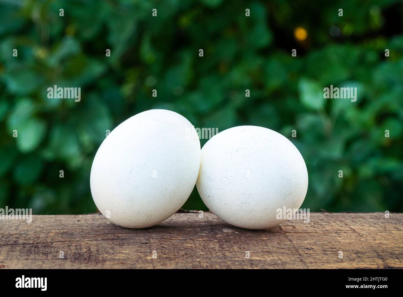 Uova bianche sulla tavola di legno delle galline domestiche sullo sfondo verde della struttura dell'erba. Foto Stock