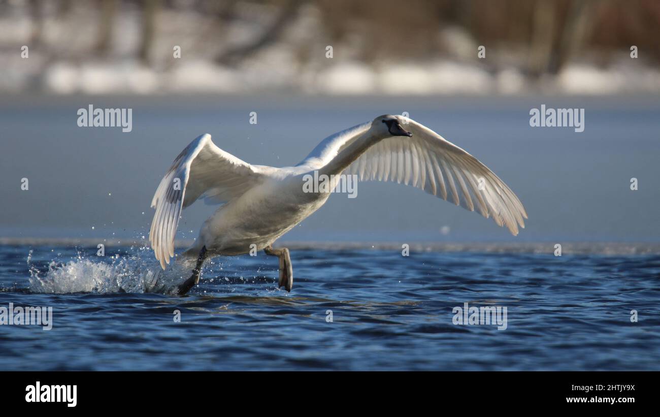 Un giovane cigno muto che si prepara a decollo da un lago in inverno Foto Stock