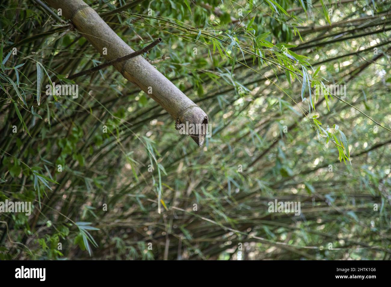 Un primo colpo di un tubo rotto in una foresta Foto Stock
