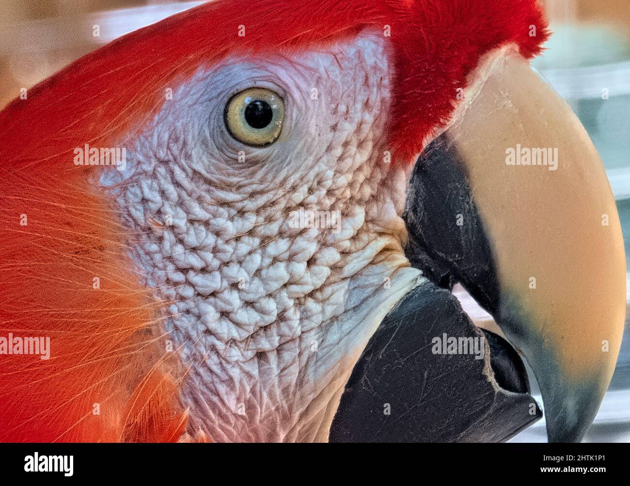 Primo piano scarlatto macaw (Ara macao), Copan, Honduras Foto Stock