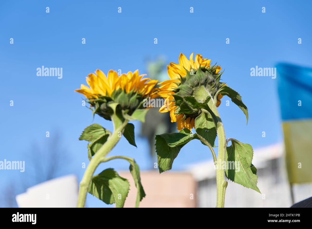 Helsinki, Finlandia - 26 febbraio 2022: Due simboli della guerra in Ucraina, girasoli gialli, in un raduno contro l’aggressione militare russa nel Regno Unito Foto Stock