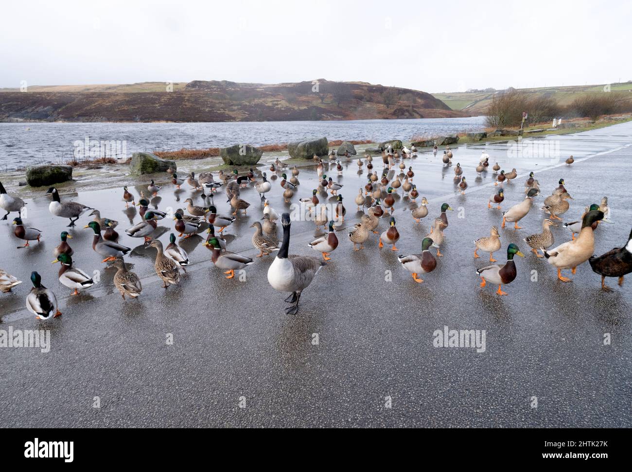 Anatre e oche, che si riuniscono accanto ad un reevoir in una giornata di inverni piovosi nello Yorkshire, Foto Stock