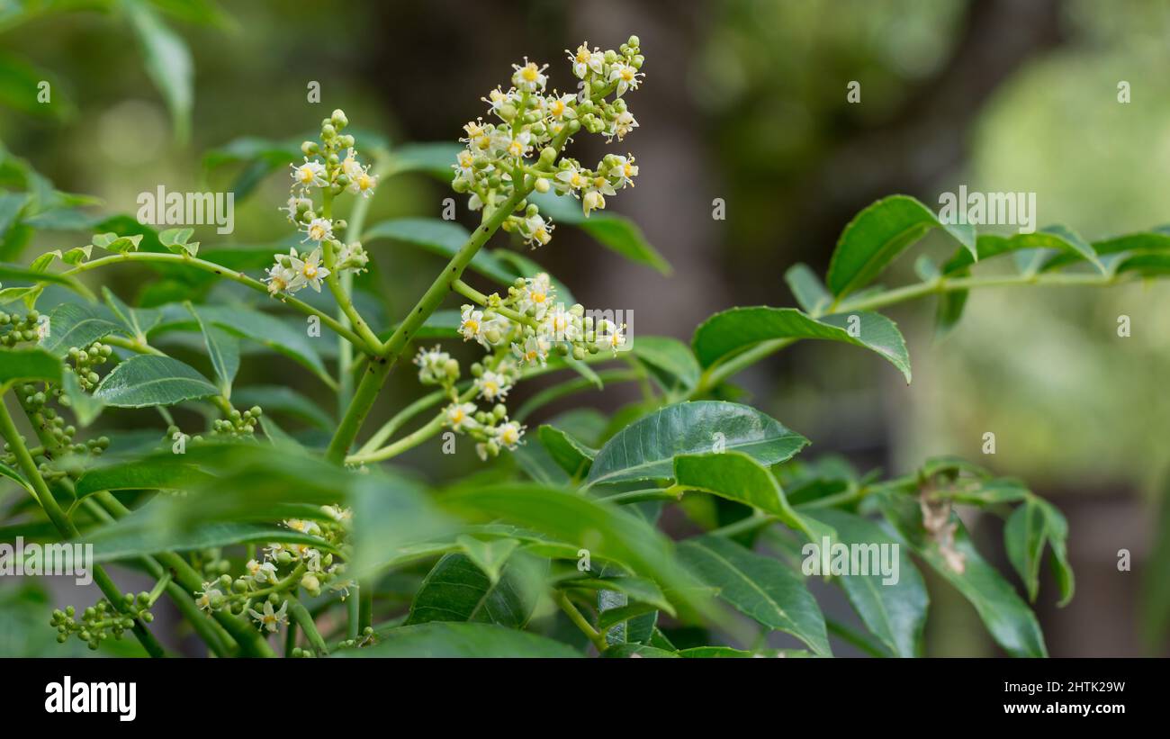 ambarella o fiore di prugna di giugno con foglie, primo piano vista nel giardino Foto Stock