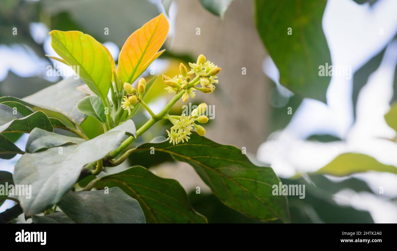 primo piano vista del fiore di avocado con foglie nel ramo dell'albero, noto anche come pera di alligatore o frutta di burro, preso in background naturale Foto Stock