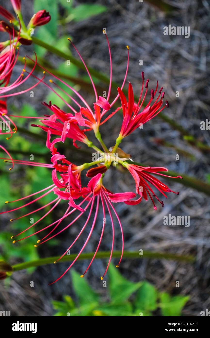 Un primo piano verticale di Lycoris radiata, noto come giglio ragno rosso, giglio magico rosso, fiore equinozio. Foto Stock