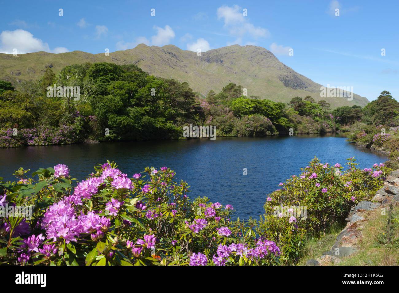 Lough Fee con Rhododendrons e Benchoona, Connemara National Park, County Galway, Irlanda Foto Stock