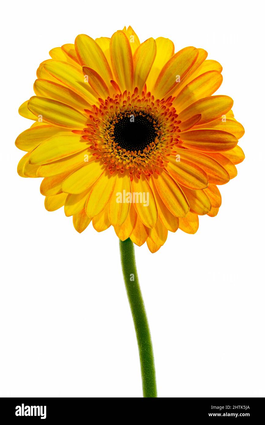 Bel fiore arancione Gerbera fotografato su uno sfondo bianco semplice Foto Stock