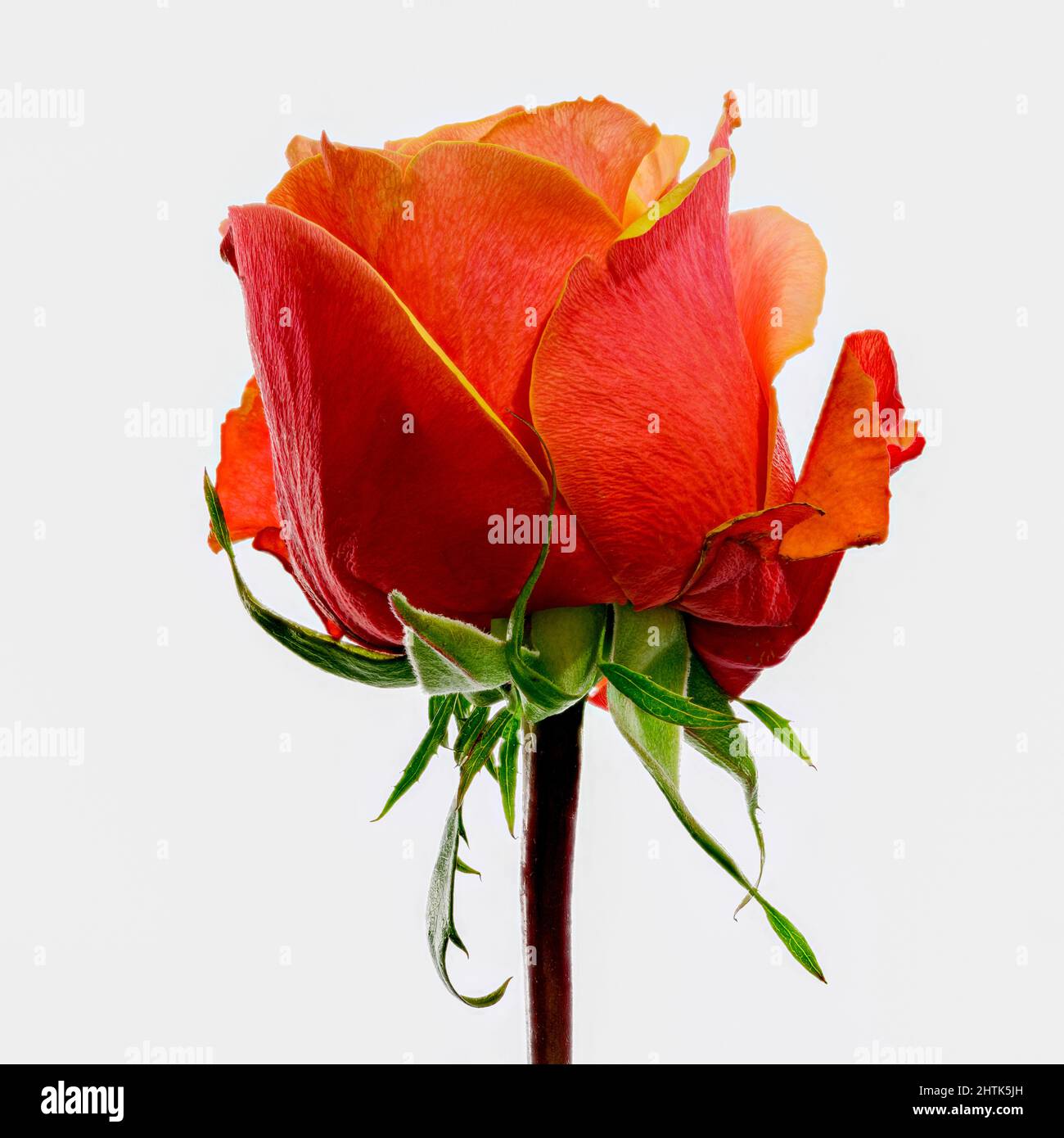 Splendido germoglio di rosa rosso-arancio che si è appena fatto esplodere in fiore Foto Stock