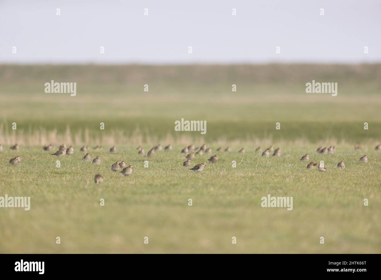 Golden Plover (Pluvialis albicaria) inverno plumage adulto gregge su palude, Suffolk, Inghilterra, febbraio Foto Stock