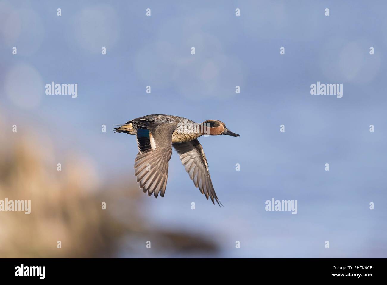 Comune Teal (Anas crecca) adulto maschio volare, Suffolk, Inghilterra, febbraio Foto Stock