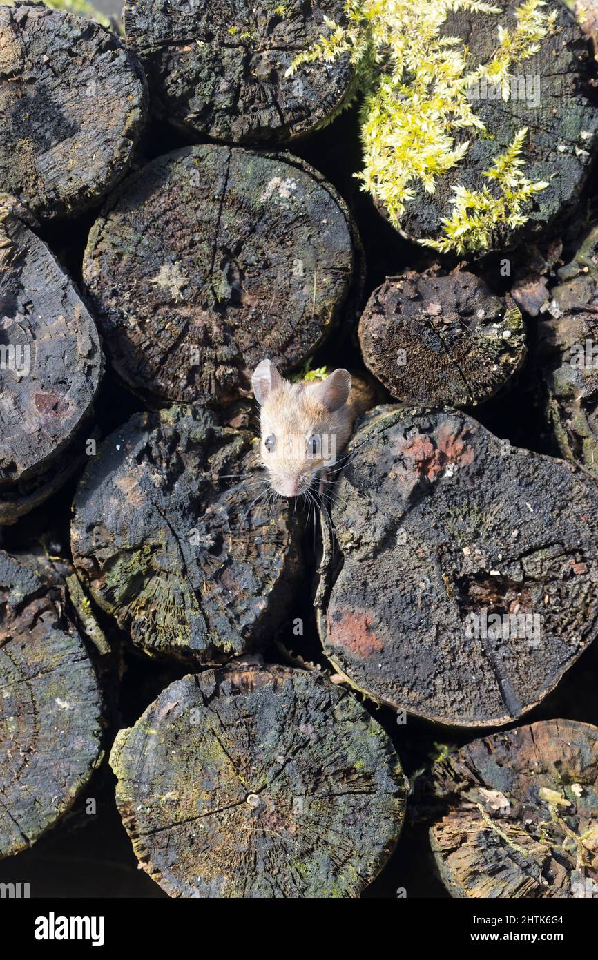 Topo di legno Apodemus sylvaticus, noto anche come mouse di campo, adulto che emerge da palo di tronchi, Suffolk, Inghilterra, febbraio Foto Stock