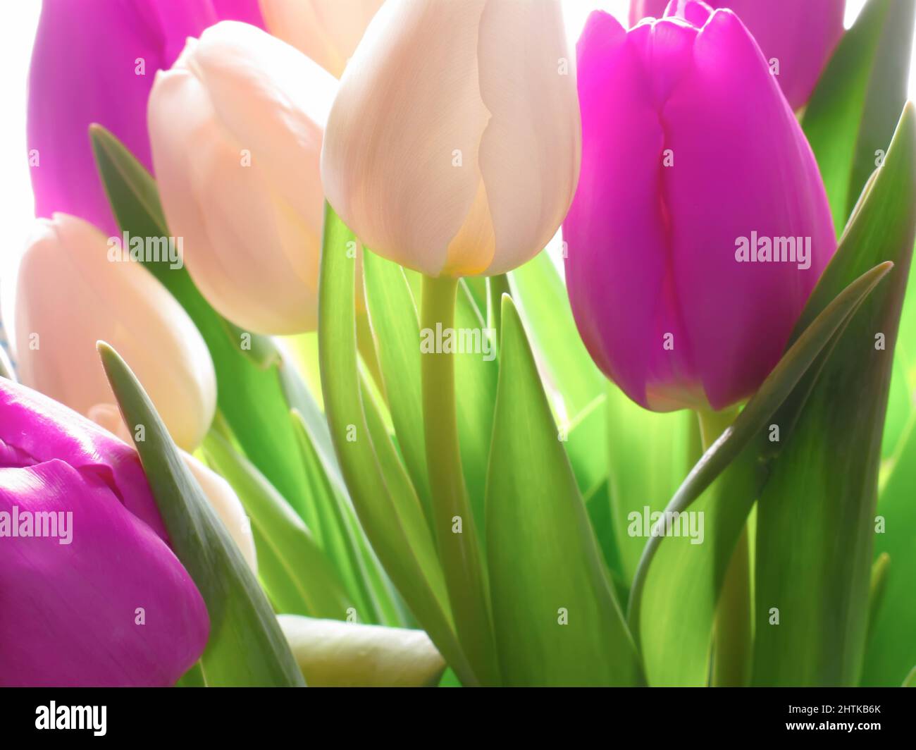 Tulipani - bellezze primaverili. Tulipani in primavera. Foto Stock