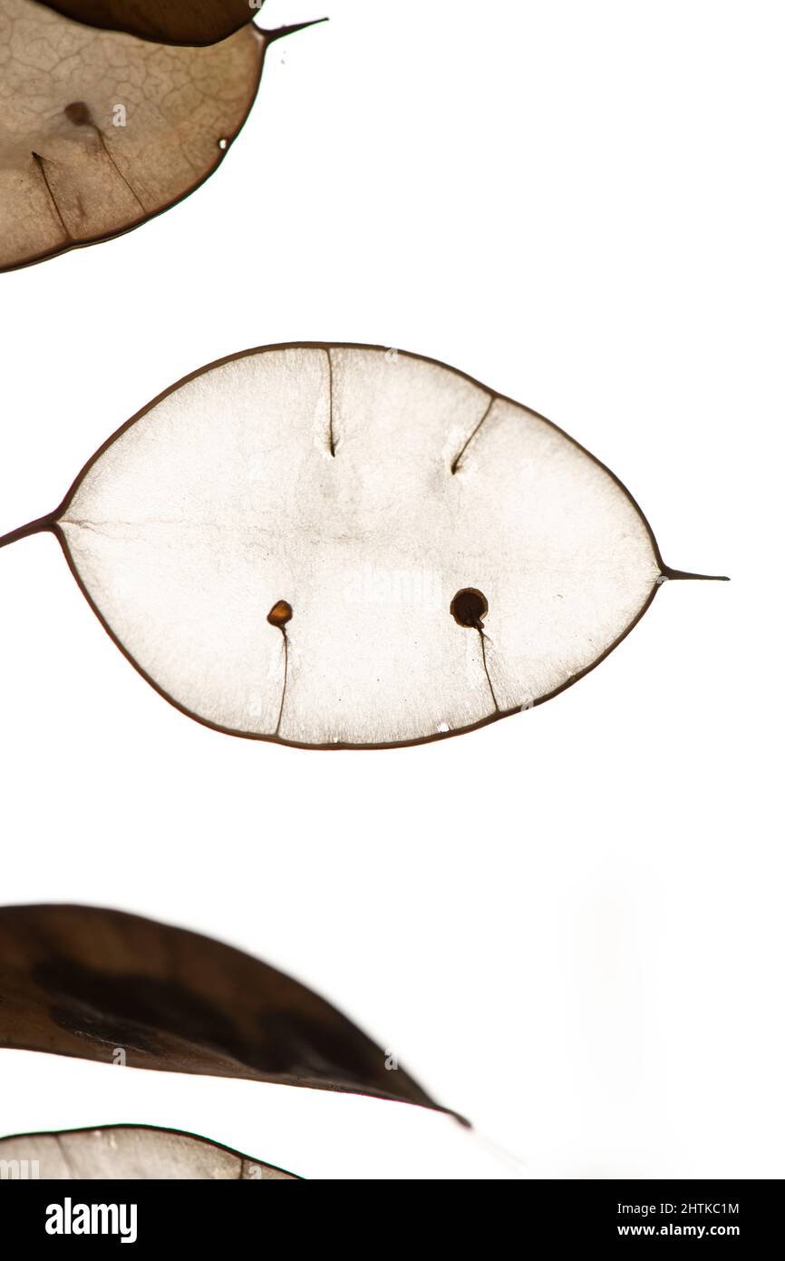 Onestà (Lunaria annua) seme cialda Foto Stock