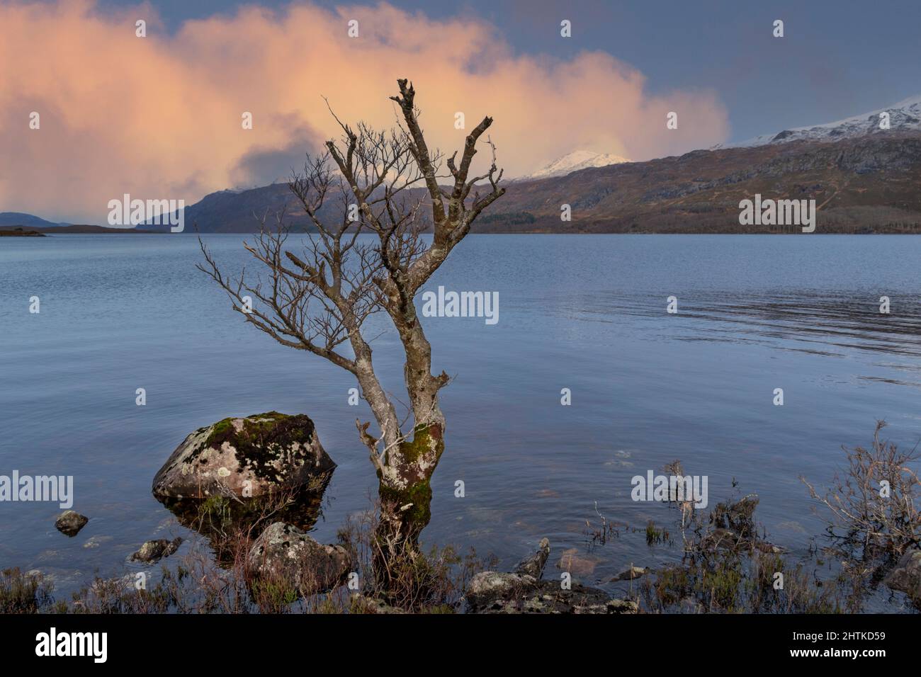 LOCH MAREE KINLOCHEBE SCOZIA VECCHIO ALBERO DI BETULLA E NEVE SULLE COLLINE Foto Stock