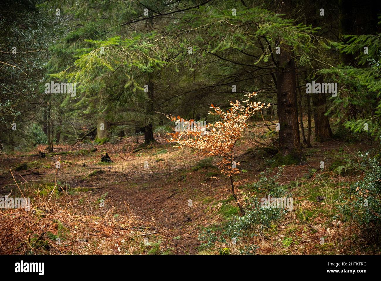 Faggio in bosco, New Forest Foto Stock
