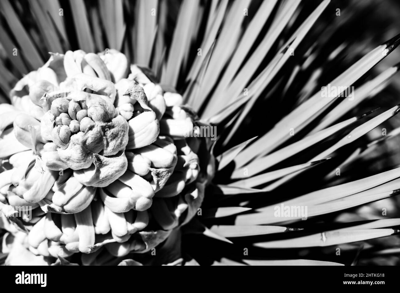 Fioritura di una Yucca brevifolia al Joshua Tree National Park in California, USA Foto Stock