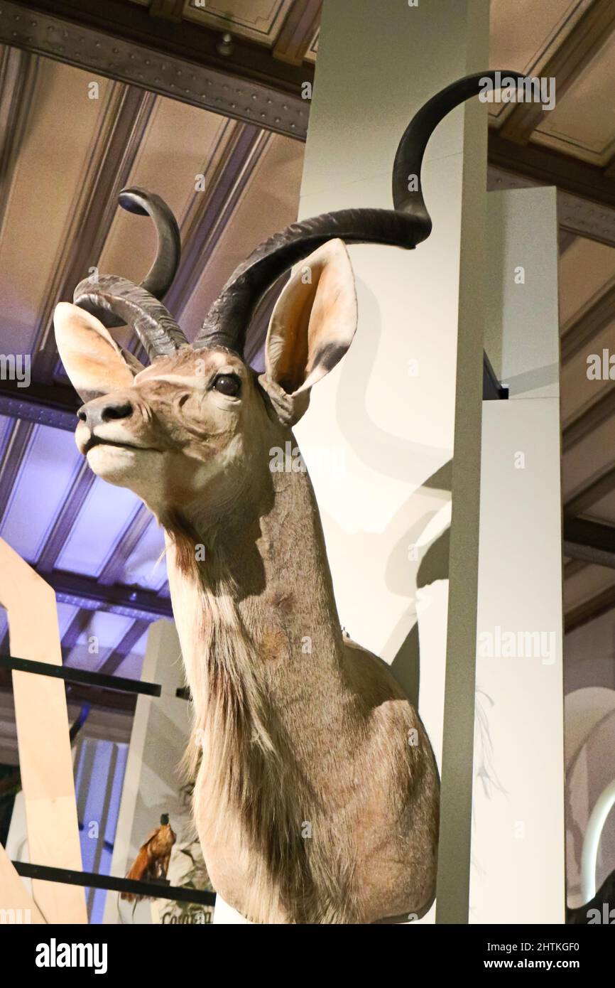 Museum d'Histoire Naturelle,Marseille.Exposition 'Trafics !' du 2/2/22 au 4/9/22 Foto Stock