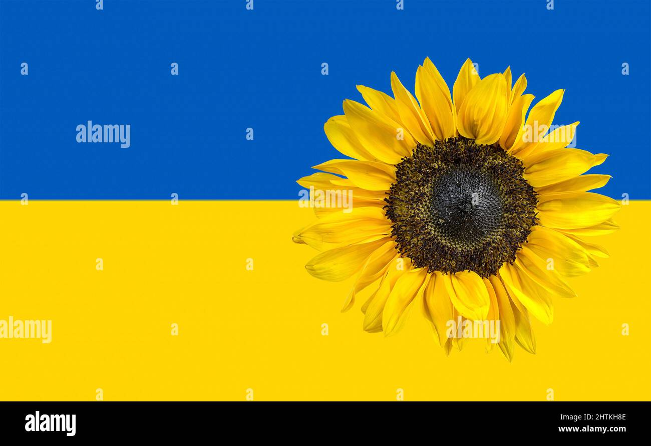 Singolo girasole giallo su bandiera Ucraina blu e gialla Foto Stock
