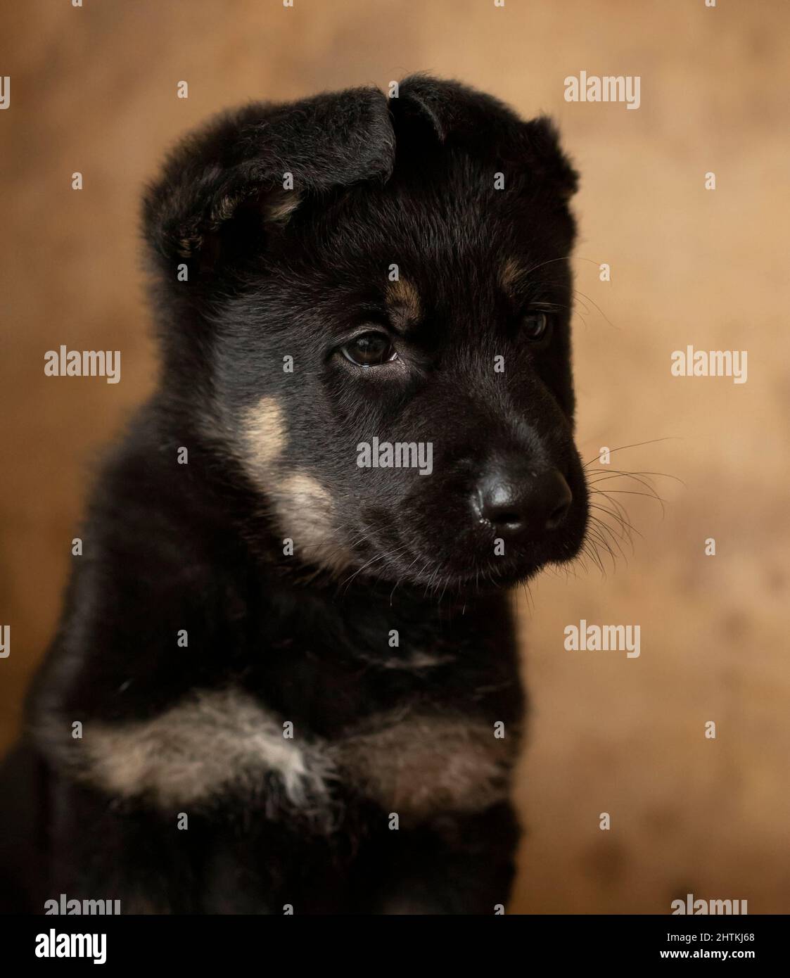 Carino cucciolo pastorello tedesco seduto su sfondo marrone. а il cucciolo molto piccolo guarda in su, le orecchie come una casa Foto Stock