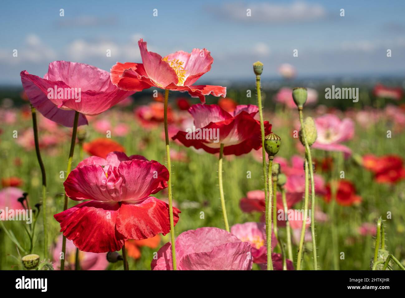 Bel campo di papavero con fiori rosa e rossi in fiore in primavera. Foto Stock