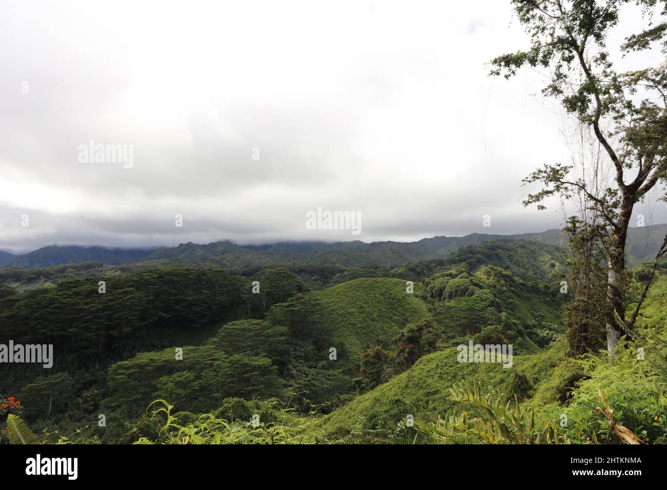 Una vasta distesa di foresta pluviale nella Riserva della Foresta di Lihue-Koloa a Kaaa'a, Kauai, Hawaii, USA, con montagne che si innalzano in lontananza su un nuvoloso, overc Foto Stock