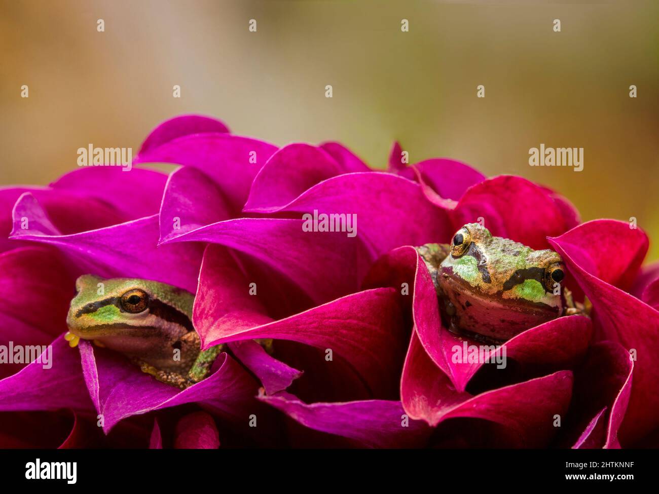 Due graziose rane verdi si infilano nei petali di un vivace dahlia in estate Foto Stock