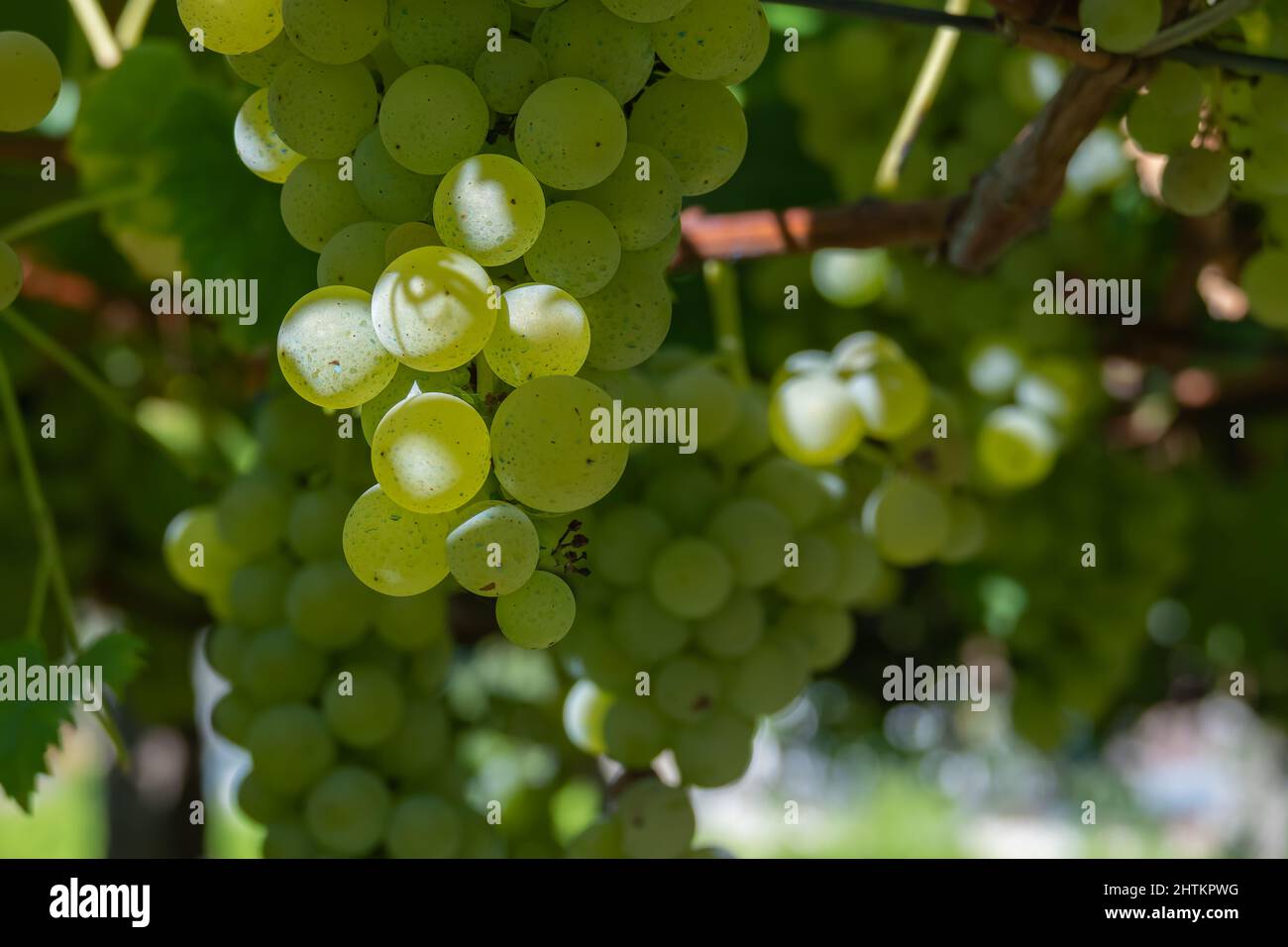 uve bianche sulla pianta in una giornata di sole all'ombra all'aperto Foto Stock