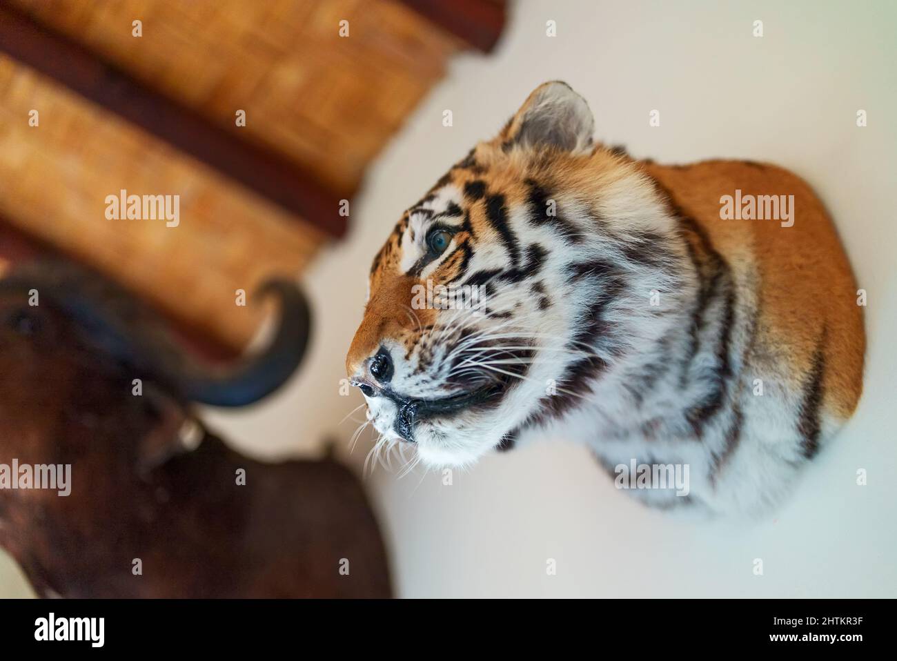 Pareti decorate con teste animali ripieni. Tassidermia. Foto Stock