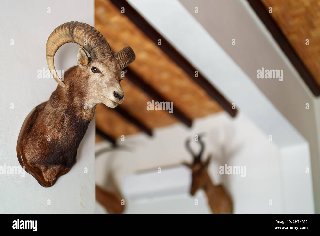 Pareti decorate con teste animali ripieni. Tassidermia. Foto Stock