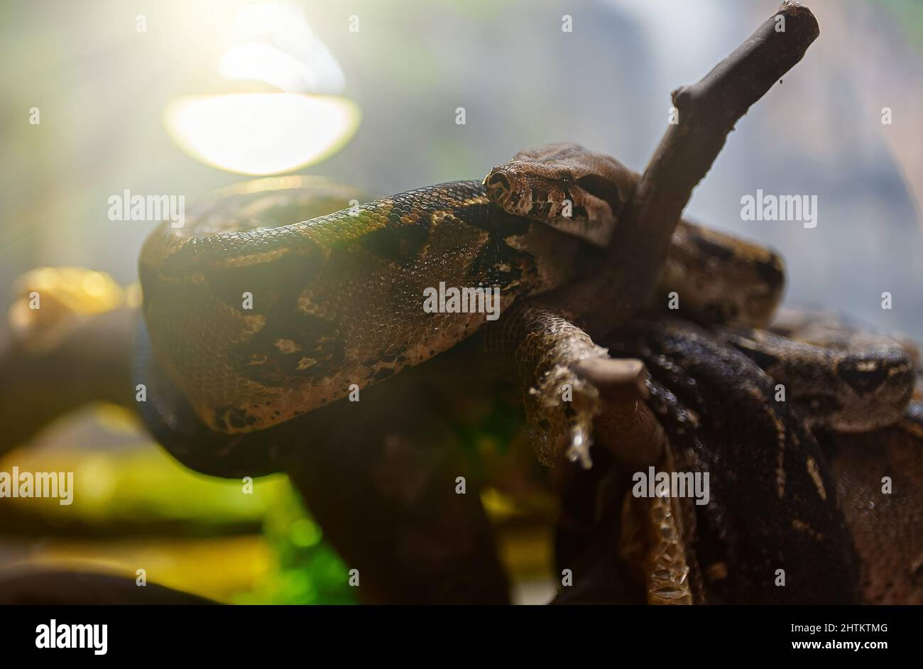 Pitone di roccia africano che riposa nello zoo. Foto Stock